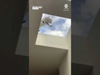 Coyote drinks water from skylight window on top of Los Angeles hair salon
