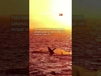 Três baleias-jubarte saltando em perfeita sintonia, bem na hora do pôr do sol.