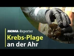 MOMA-Reporter: Krebs-Plage an der Ahr | ARD Morgenmagazin