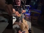WATCH: Waitress grates pecorino DIRECTLY into dog’s mouth #shorts #foxnews #news #us