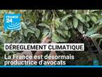 Dérèglement climatique : la France est désormais productrice d'avocats • FRANCE 24