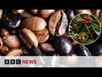 Inside Colombia's coffee harvest as questions remain around US tariffs | BBC News