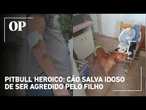 Pitbull defende idoso de 69 anos de agressão do próprio filho e acaba esfaqueado em SP