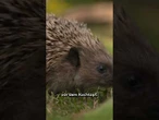 Igel-Esser in Frankreich festgenommen! Knaststrafe für die Jäger! #shorts