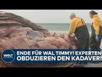 DÄNEMARK: Ende für Wal Timmy! Experten obduzieren den Kadaver!