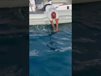 Il salvataggio di una rara tartaruga marina di Kemp nella acque di Praiano