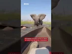 Botswana, elefante attacca canoe di turisti sul delta dell'Okavango