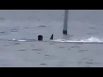 Harrowing shark attack in Florida captured on camera