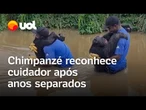 Chimpanzé reconhece cuidador que o reintroduziu à natureza após ficarem anos sem se ver; veja vídeo