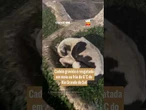 Cadela grávida é resgatada em meio ao frio de 6˚C do Rio Grande do Sul