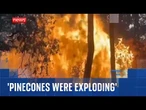 'Exploding pinecones' exacerbating wildfires in France, says eyewitness