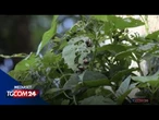 Invasione di scarabei giapponesi in Lombardia