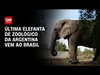 Após luta contra zoológicos, última elefanta da Argentina chega ao Brasil | LIVE CNN