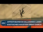 USA: Skurriler Einsatz in Texas! Affe entwischt im Laden - Polizei-Einsatz nach Halloween-Schreck!