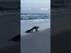 SEE IT: Massive alligator strolling along South Carolina beach #alligator #shorts #beach