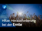 Hitze und wenig Regen: Klimawandel fordert die Landwirtschaft
