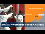 Afrikanische Schweinepest erreicht NRW – Wildschwein im Sauerland erstmals positiv getestet!