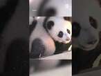 Twin panda cubs have their first outdoor adventure