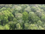 Pagar para preservar as florestas: Brasil promove ambicioso fundo na COP30 | AFP