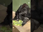 Kiyomasa, el gorila japonés que se ha hecho viral por sus "expresiones humanas" #Kiyomasa #Gorila