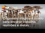 Cogumelo mágico é usado para encarar trabalho, chefes, reuniões e metas