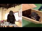 Young gorilla rescued from Turkish Airlines cargo hold