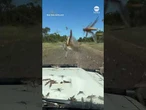 Motorist in Australia drives through massive swarm of grasshoppers