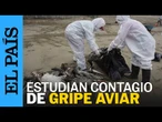 GRIPE AVIAR: Científicos de CHILE investigan mutación de la influenza aviar H5N1 | EL PAÍS