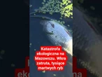 Katastrofa ekologiczna na Mazowszu. Wkra zatruta, tysiące martwych ryb