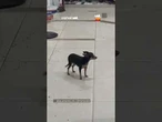 Atrapalhante de pedreiro? Cachorrinha Mel toma bronca após arte na obra