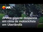 Árvore gigante despenca em cima de motociclista em Uberlândia; vídeo flagra momento do acidente