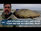 BUCKELWAL TIMMY: Experten öffnen den Wal! Obduktion soll endlich das Rätsel um seinen Tod lösen