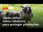 Humanoides no boxe, mecha de titânio e lobos robôs: a tecnologia testa os limites | O Impensável