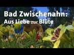 Bad Zwischenahn: Aus Liebe zur Blüte | tagesthemen mittendrin