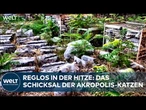 GRIECHENLAND: Vierzig Grad in Athen – Tierschützer versorgen Streuner-Katzen an der Akropolis