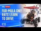 FYI: Fur-mula One! Rats learn to drive