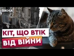 Проїхав ПІВ КРАЇНИ! У Черкасах шукають домівку коту, що "самоевакуювався" з Донеччини
