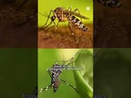 El motivo por el que Google quiere liberar 32 millones de mosquitos en Estados Unidos #Insectos
