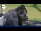 100 men vs. 1 gorilla: who'd win in a fight?
