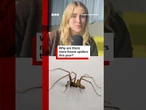Why are there more spiders in your house this year? #Spiders #BBCNews