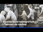 États-Unis: un camion transportant deux millions d’abeilles se renverse sur une route