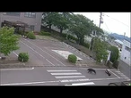 Un ours pourchasse et attaque des ouvriers au Japon