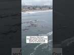 Section of Santa Cruz, CA wharf collapses following a large swell