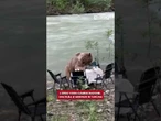 L'orso Yoghi cambia... nazione: ora ruba le merende in Turchia