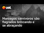 Morcegos carnívoros são flagrados se abraçando e brincando, mostra pesquisa; veja vídeo