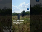 100 Jahre Kruger-Nationalpark #südafrika #krugerpark #elefanten #nachrichten #tagesschau