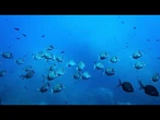 L’UE investit 92 millions d’euros dans un réseau mondial d’observation des océans