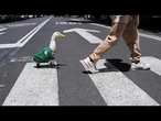 Merlin, le canard devenu mascotte virale du Mondial