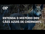 Entenda o mistério dos cães azuis de Chernobyl