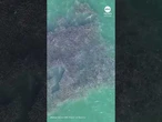 Shark feeding frenzy spotted in New York waters